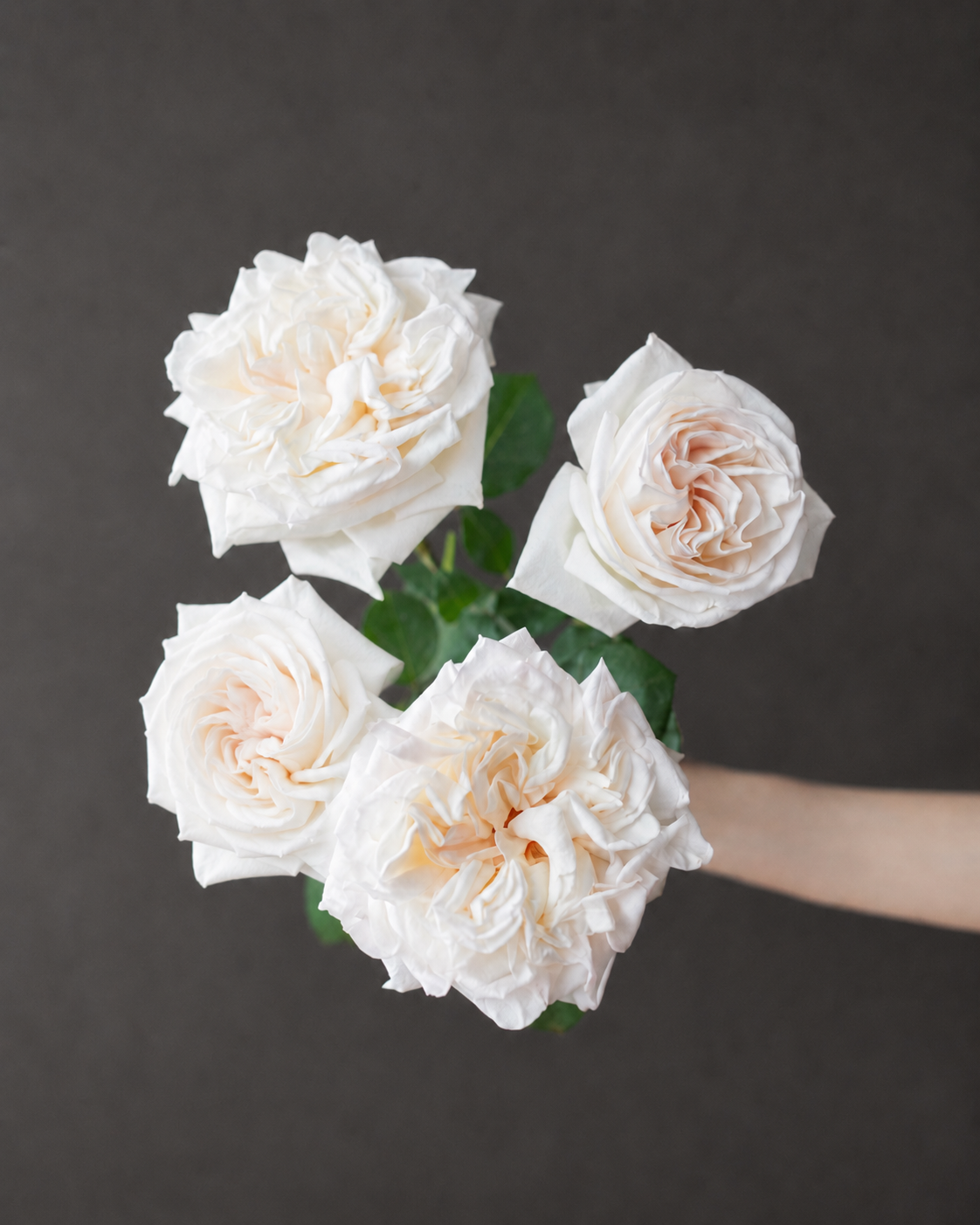 Cloud Maxi™ Luxury Roses