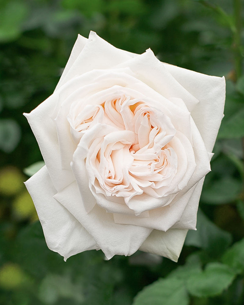 Cloud Maxi™ Luxury Roses