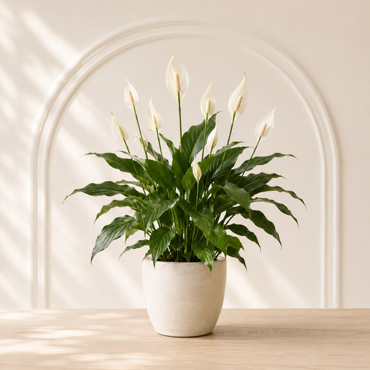 Peace Lily