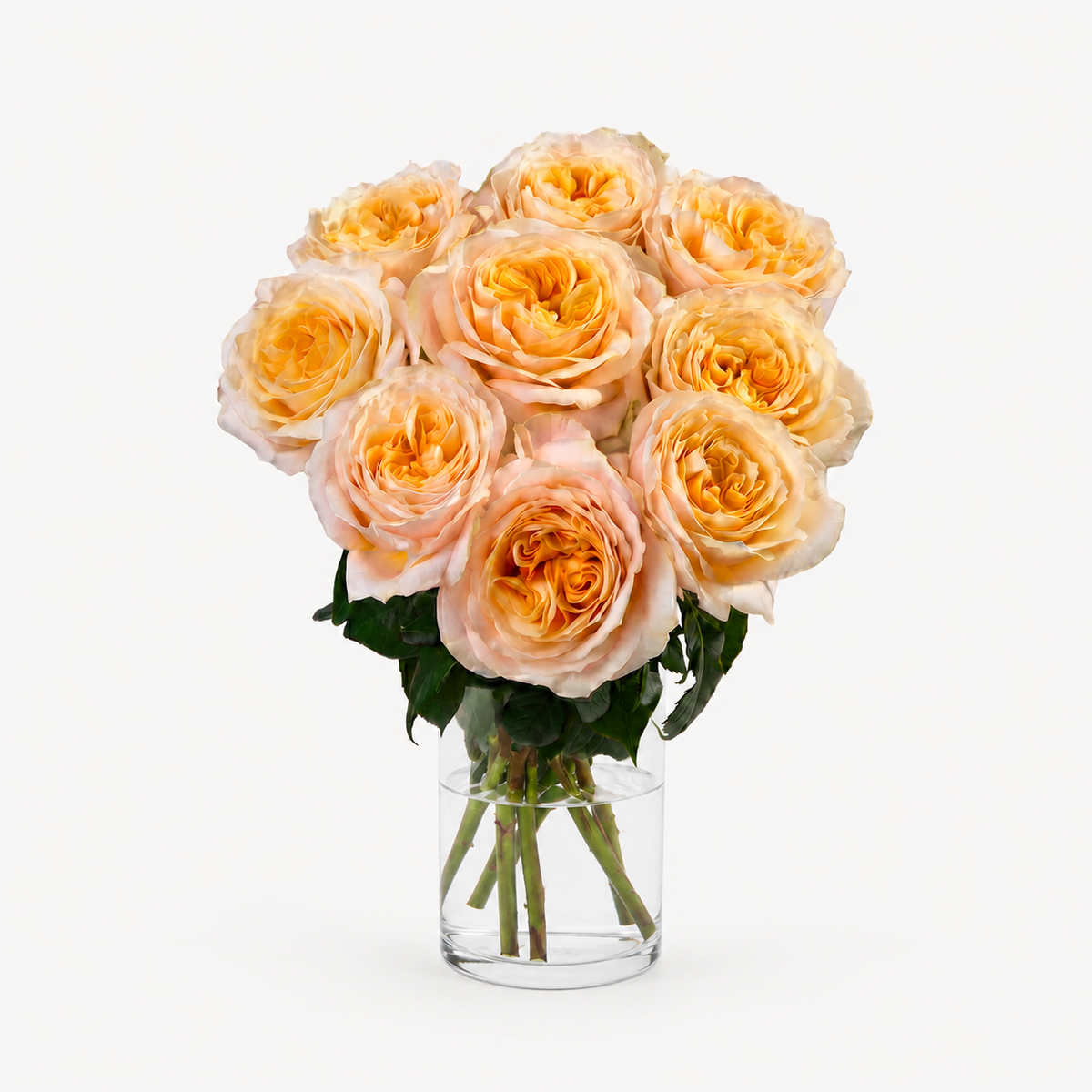 Amber Maxi™ Luxury Roses