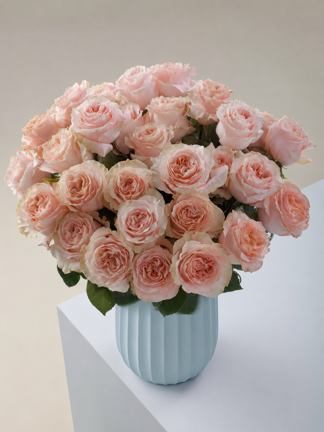 Blush Maxi™ Luxury Roses