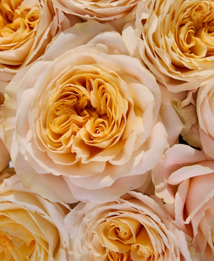 Amber Maxi™ Luxury Roses