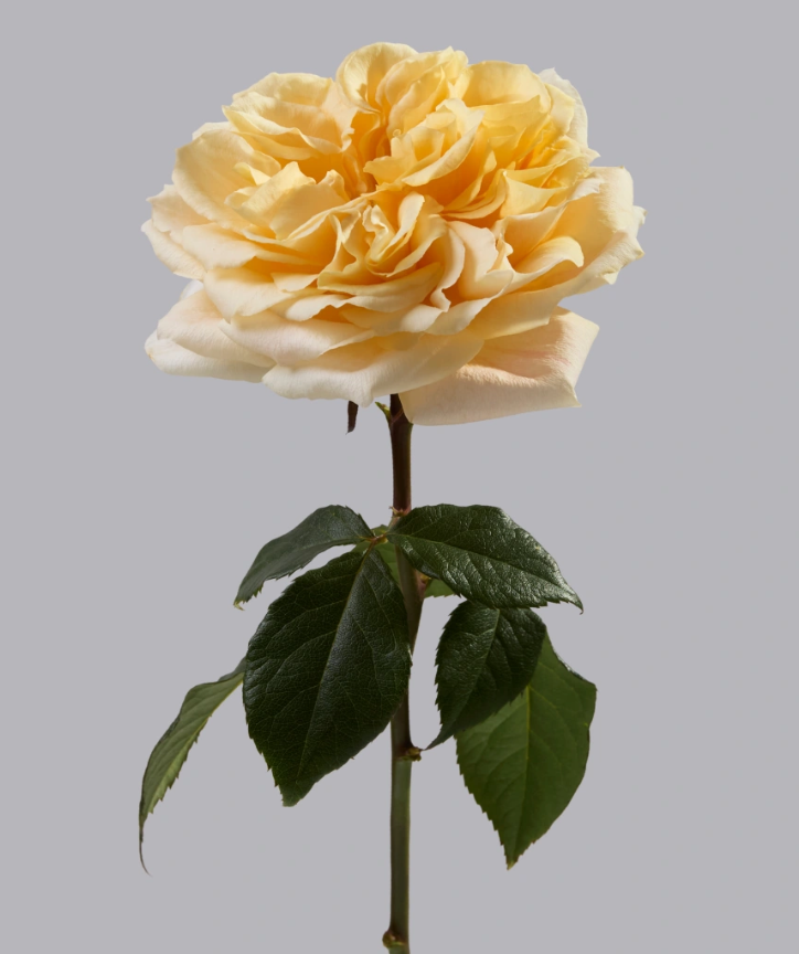 Amber Maxi™ Luxury Roses