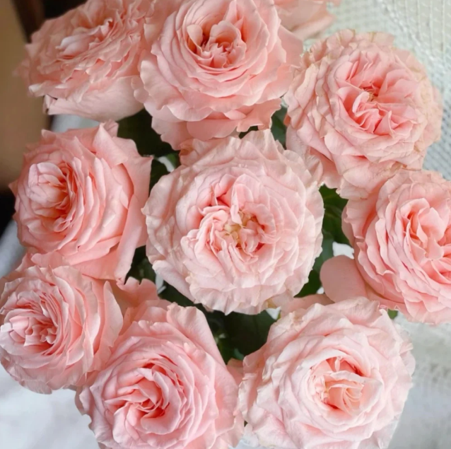 Blush Maxi™ Luxury Roses