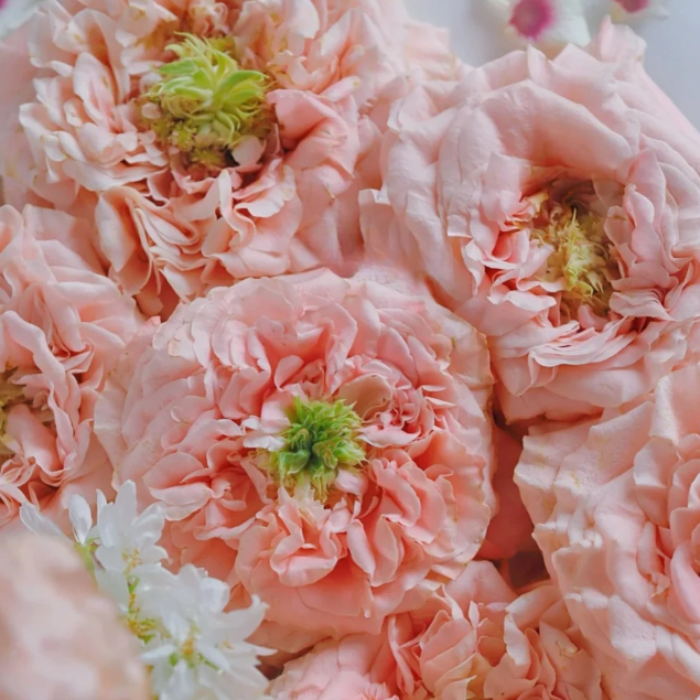 Blush Maxi™ Luxury Roses