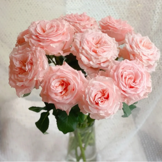 Blush Maxi™ Luxury Roses