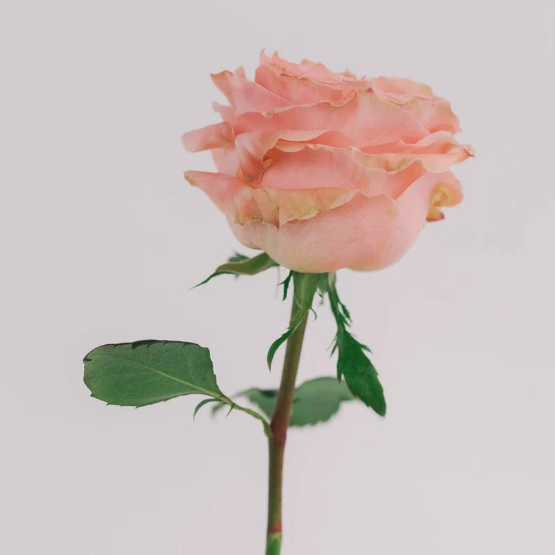 Blush Maxi™ Luxury Roses